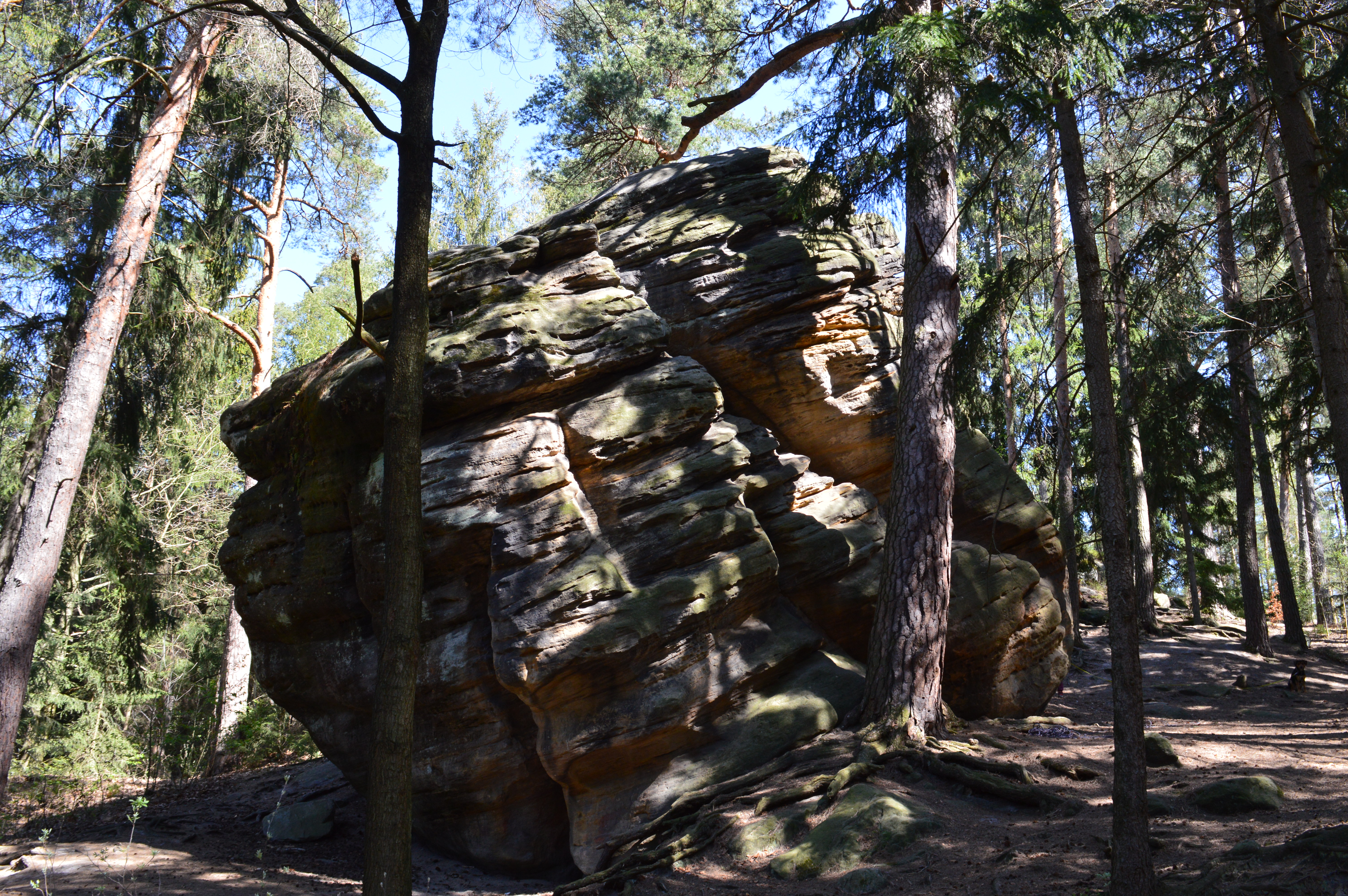 Ein großer Stein in einem Wald. 