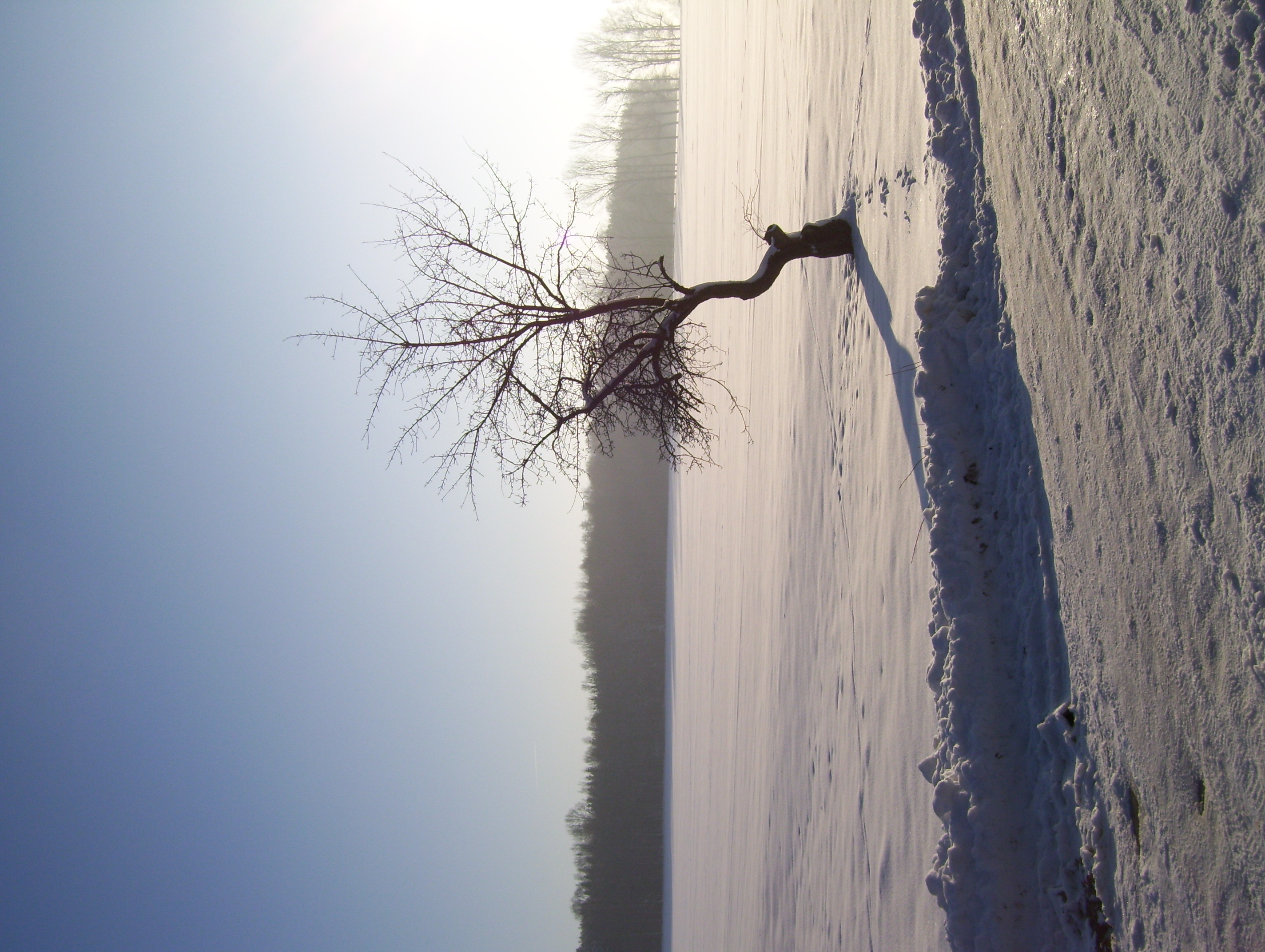 Eine beschneite Wiese mit einem einzelnen Baum. 